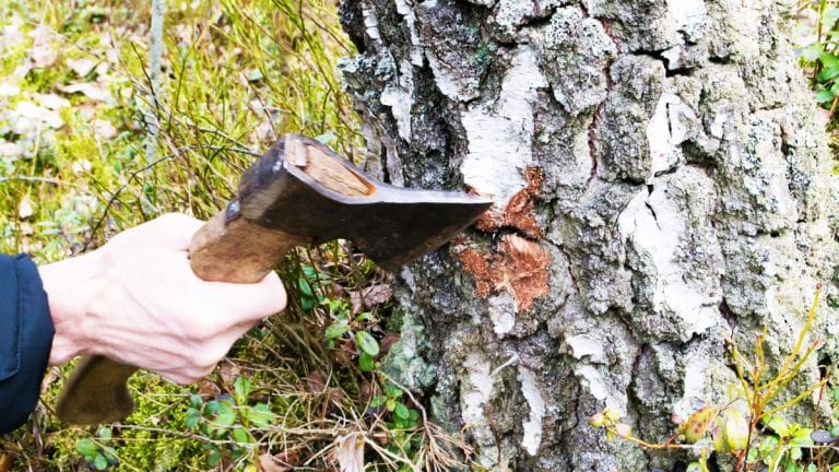 Découvrez ces trois méthodes naturelles qui surpassent les produits chimiques pour enlever les souches d’arbres