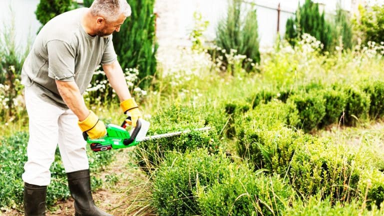 Transformez votre jardin en une œuvre d’art vivante avec ces techniques de topiaire