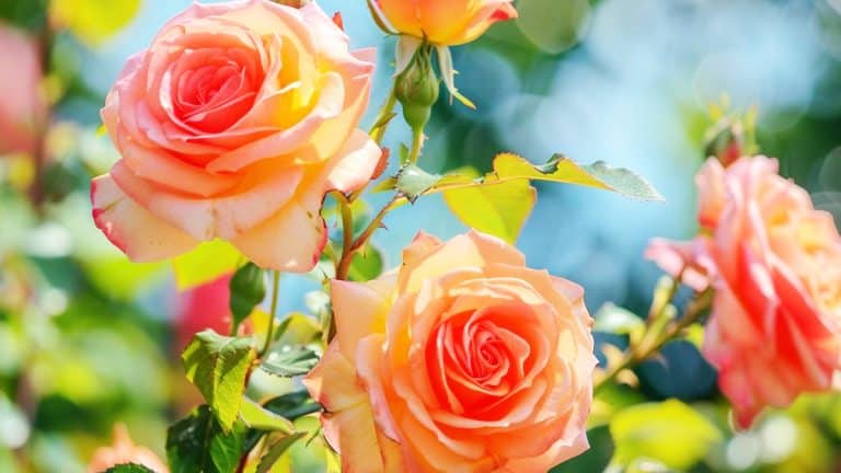 Révélez le secret d’une floraison spectaculaire pour votre laurier-rose après l’hiver