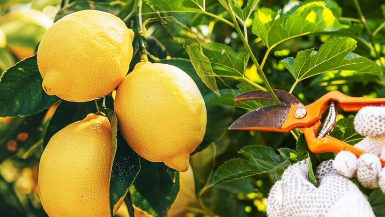 Comment tailler votre citronnier pour une abondance de fruits tout au long de l’année