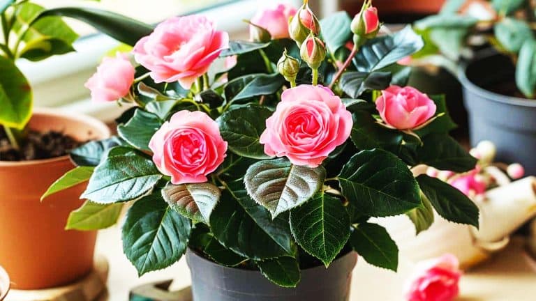 Les secrets pour que votre laurier-rose en pot fleurisse magnifiquement cet hiver