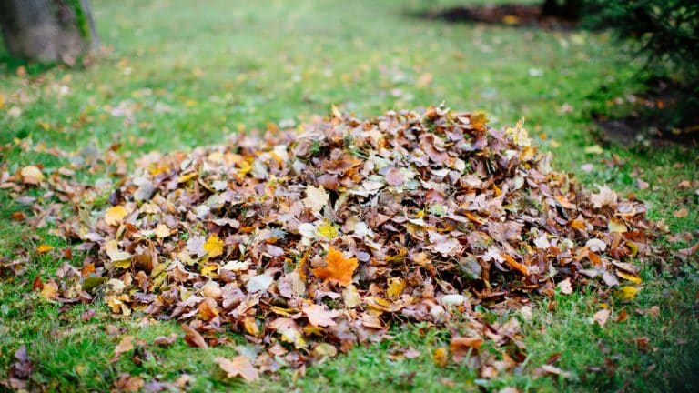 Voici comment transformer vos feuilles mortes en or pour votre jardin avec cette méthode simple et écologique