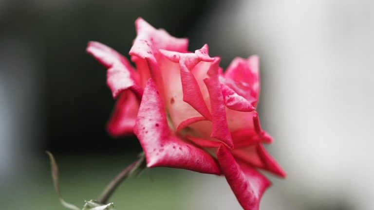 Ces roses d’hiver qui éblouissent: découvrez comment illuminer votre jardin pendant les mois les plus froids