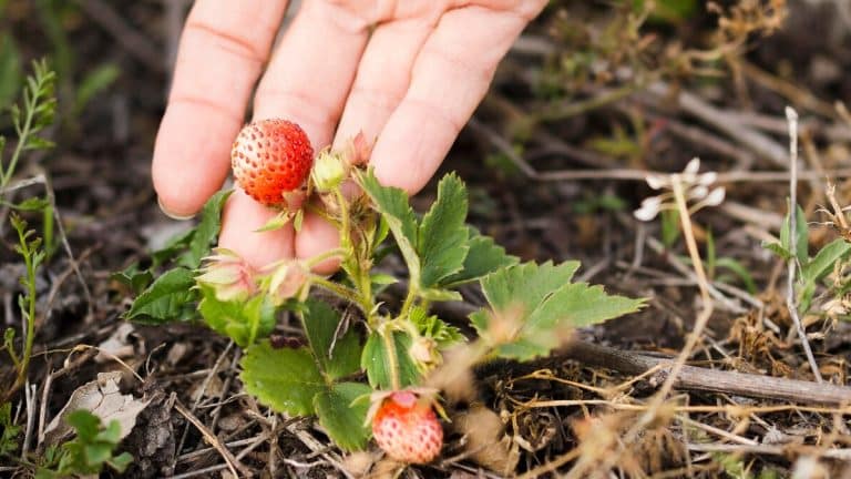 Les secrets pour planter vos fraisiers au meilleur moment et savourer une récolte abondante