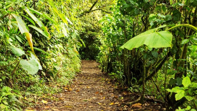 Transformez votre jardin en une époque préhistorique avec ces plantes tropicales uniques