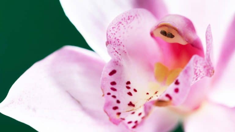 Les secrets pour une floraison spectaculaire de votre orchidée tout au long de l’année