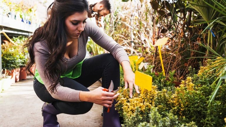 Transformez votre jardin en un havre de paix dès le printemps : découvrez les 8 meilleures plantes à planter en octobre