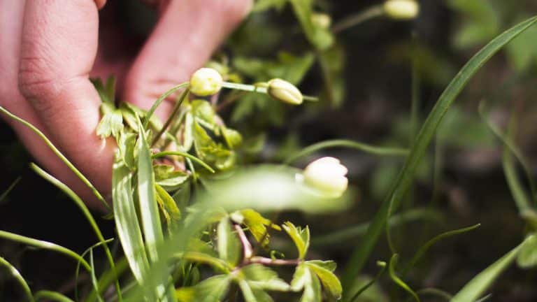 Les secrets pour réussir la plantation de l’hellébore, la reine des fleurs d’hiver, en octobre