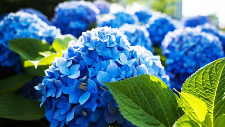 Le guide ultime pour tailler les hortensias et assurer une floraison époustouflante chaque année