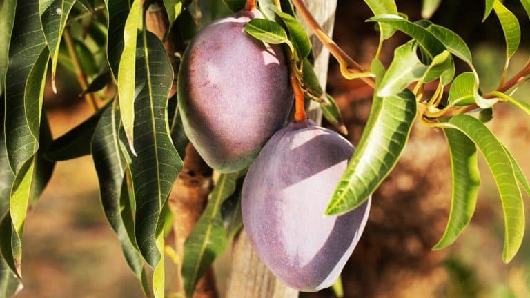 Les secrets pour multiplier vos figuiers : conseils pratiques pour des arbres vigoureux et une récolte abondante