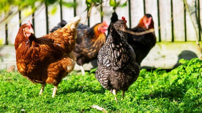 Les secrets bien gardés pour transformer votre jardin avec des poules