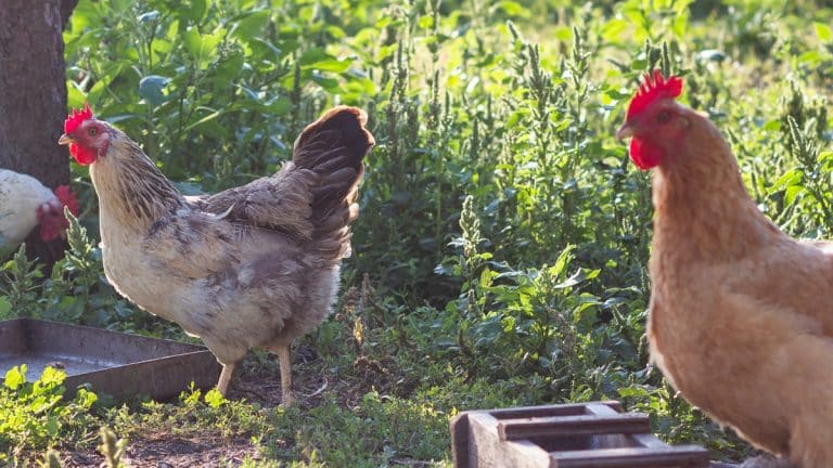 Ces poules idéales pour enrichir votre jardin et égayer votre quotidien