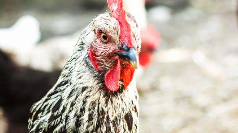 Les secrets pour choisir la race de poule idéale adaptée à votre jardin et votre famille