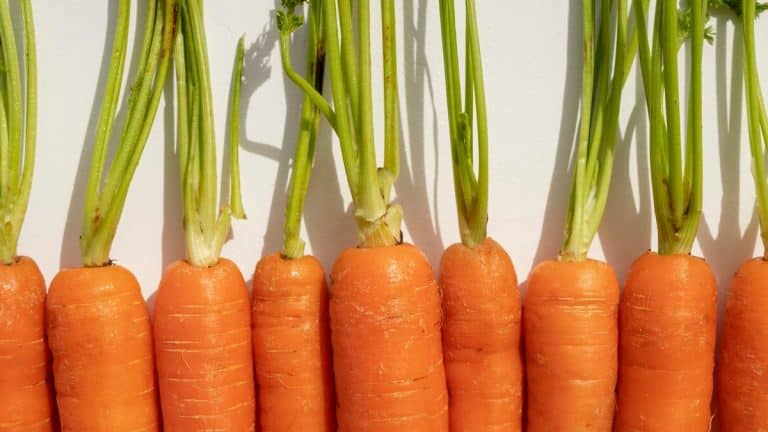 Les secrets méconnus de la production de graines de carottes : pourquoi confier cette tâche aux experts ?