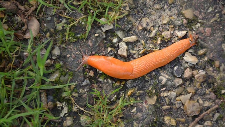 Voici le fruit miraculeux qui gardera les limaces loin de votre potager