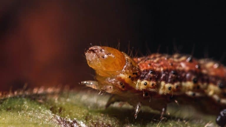 Comment identifier facilement les larves d’insectes alliées dans votre jardin pour un potager florissant et écologique