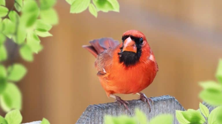 Attirez une myriade d’oiseaux cet automne avec le lierre avec ses multiples vertus