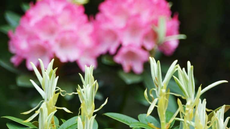 Assurez un printemps florissant pour votre laurier-rose en pot avec ce geste essentiel cet hiver