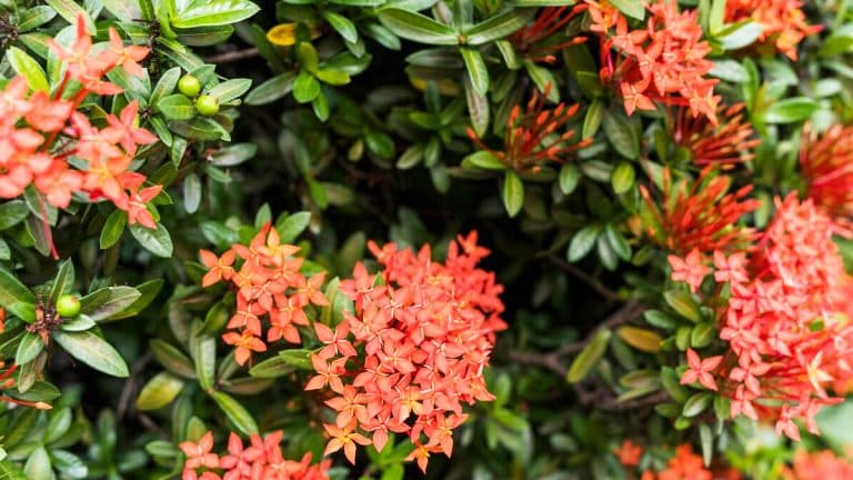 Le thuya : l’arbuste idéal pour une haie dense et persistante qui transformera votre jardin