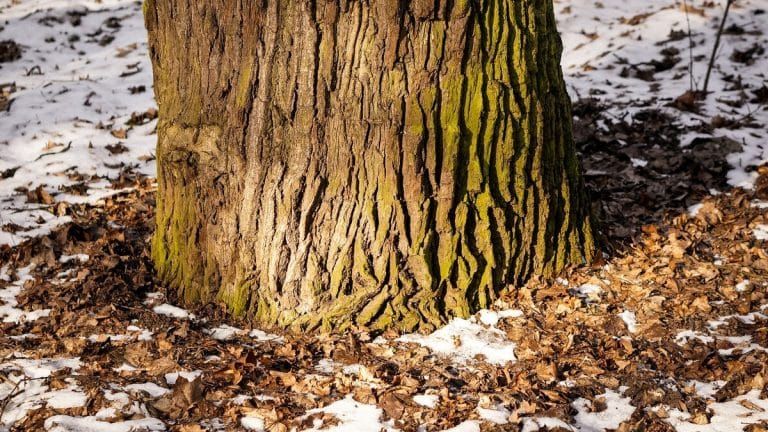 Les secrets pour dessoucher un arbre rapidement: voici des méthodes efficaces et adaptées à chaque situation