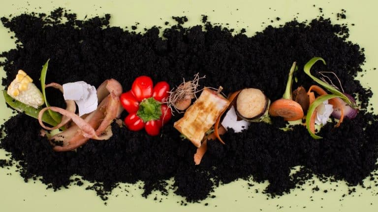 Les agrumes dans votre compost : mythes et vérités pour un jardin prospère