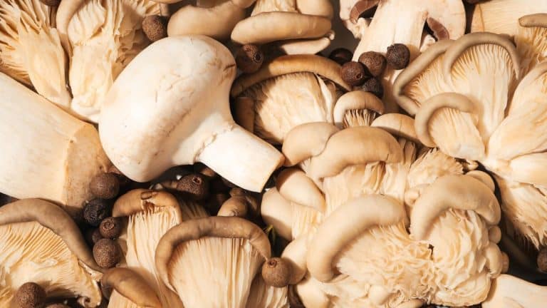 Cultiver vos propres champignons chez vous : les secrets de la permaculture pour une récolte abondante et durable