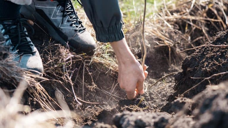 Voici comment retirer les racines d’un arbre facilement et naturellement pour embellir votre jardin