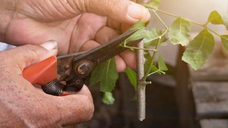 Les secrets pour réussir le bouturage de votre figuier en octobre : un guide pour jardiniers gourmets