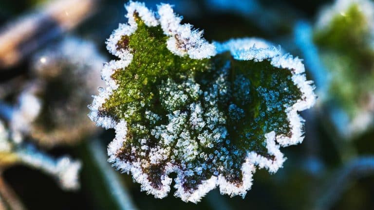 Voici comment protéger votre lantana du froid hivernal et assurez sa beauté tout au long de l’année