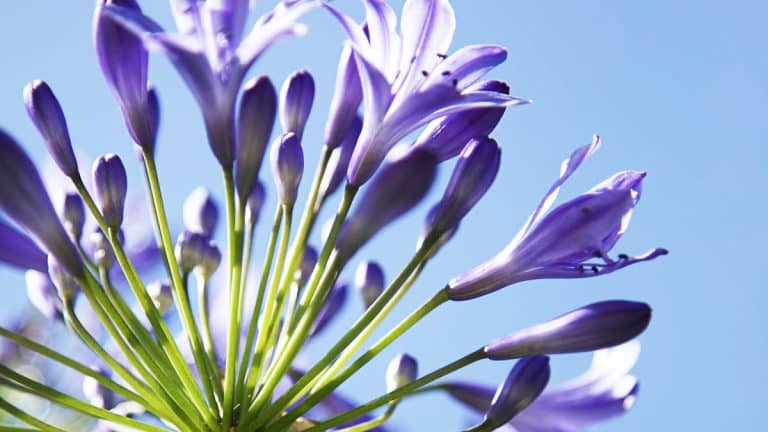 Transformez votre jardin en un paradis floral avec les agapanthes : multipliez vos touffes pour un éclat sans fin