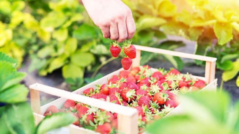 Transformez votre jardin en un éden luxuriant de fraises : découvrez comment maximiser votre récolte