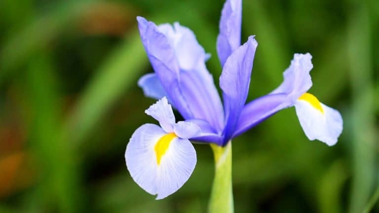 Les secrets de votre jardin révélés : comment diviser les iris pour une floraison spectaculaire