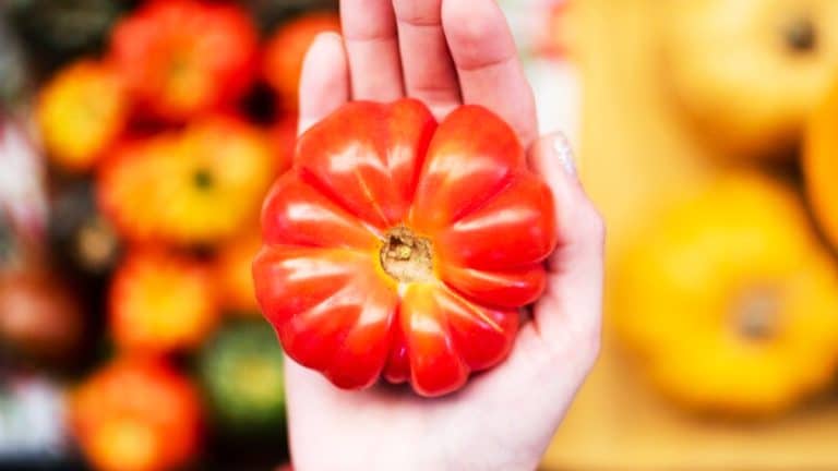 Les secrets d’une tomate géante en Bretagne : comment un jardinier amateur a révolutionné le jardinage