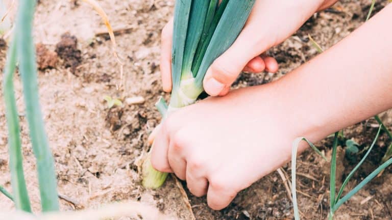 Voici comment garder vos ongles impeccables en jardinant sans gants : une astuce simple et révolutionnaire