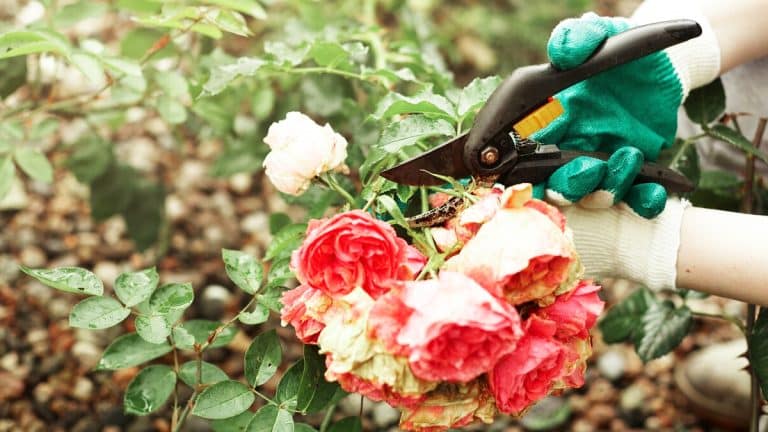 Les secrets pour préparer vos rosiers à une explosion de floraison après l’hiver