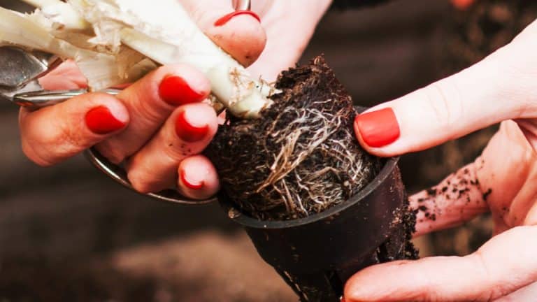 Marre de la terre sous les ongles après le jardinage, voici l’astuce infaillible pour garder les mains propres