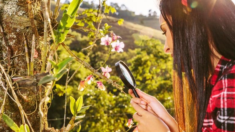 Transformez votre jardin ce printemps avec l’arbre de Judée : un guide étape par étape pour une floraison spectaculaire