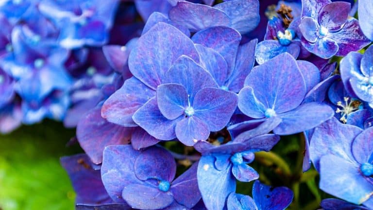 Les secrets d’une taille réussie pour vos hortensias en novembre : évitez les erreurs classiques