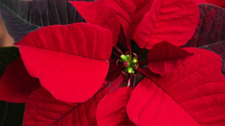 Voici le rosier de Noël, un éclat de magie colorée pour égayer votre jardin d’hiver