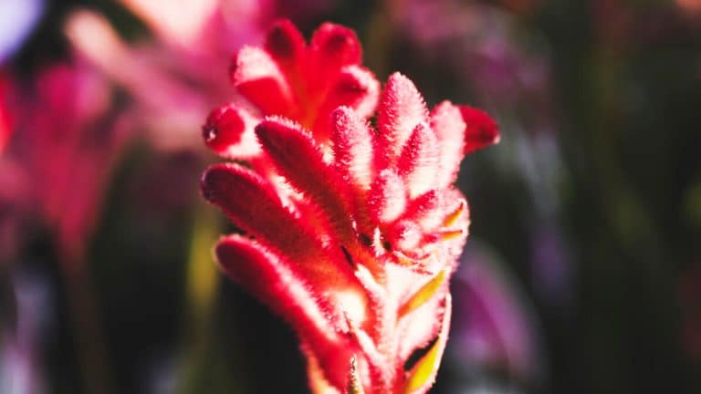 Les secrets pour cultiver le grevillea, cette merveille australienne aux fleurs colorées