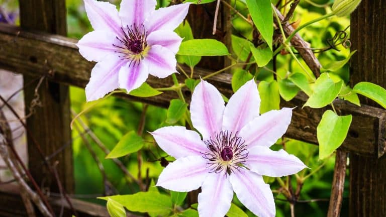 Transformez votre jardin cet automne : comment la clématite peut embellir vos murs avec une floraison spectaculaire