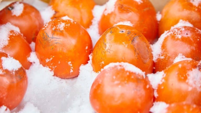 Les secrets de la congélation des tomates : comment préserver leur saveur pour vos plats cuisinés