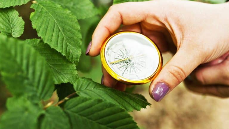 Les jardiniers face à un nouveau défi : comprendre l’impact de la migration des plantes due au réchauffement climatique