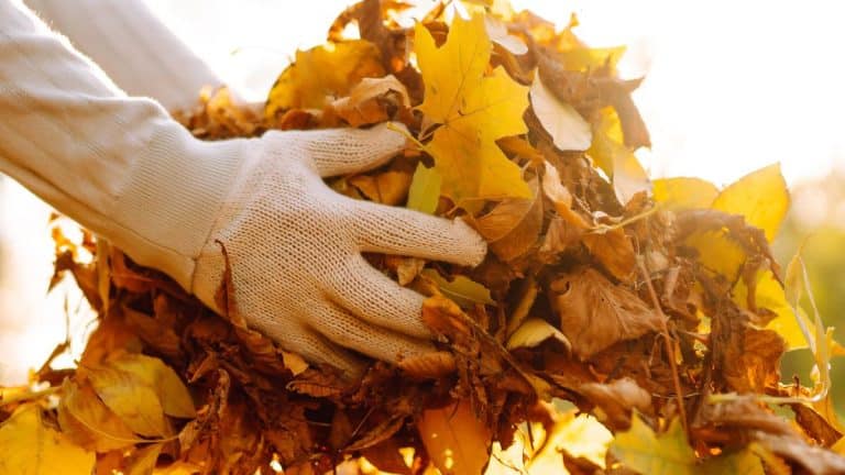 Ces feuilles mortes dans votre jardin? découvrez leur incroyable potentiel et comment les transformer