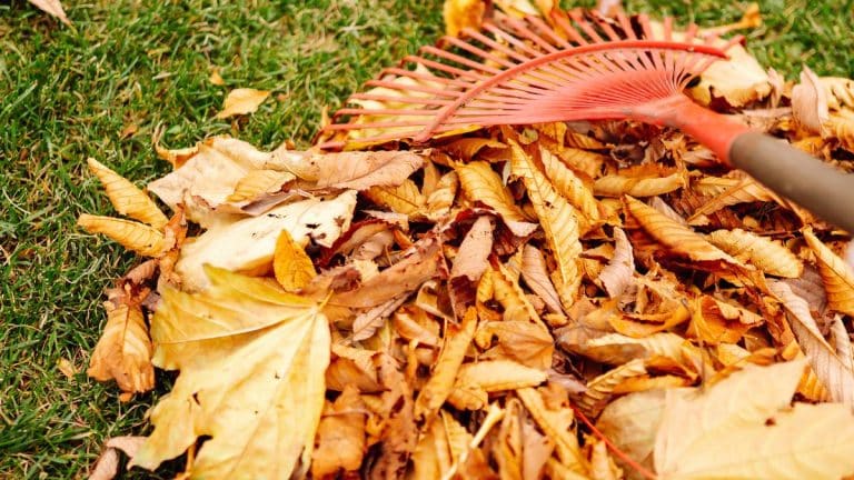 Transformez votre jardin sans dépenser un centime grâce aux feuilles mortes