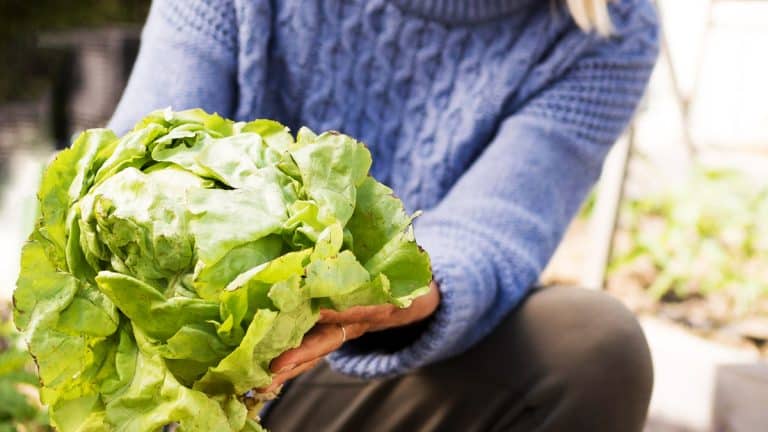 Secrets pour cultiver des salades résistantes tout l’hiver dans votre jardin