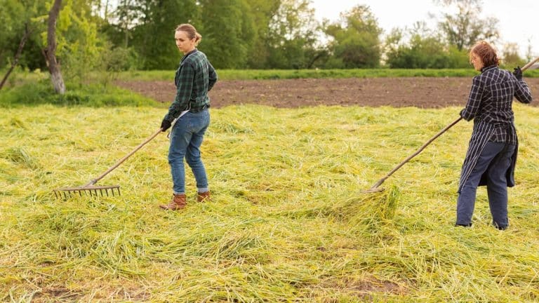 Protégez votre gazon pendant l’hiver, voici des méthodes éprouvées pour un jardin éclatant au printemps