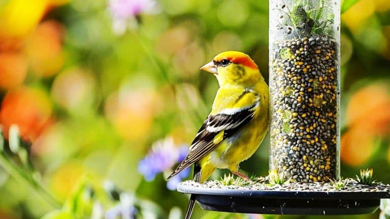 Les secrets pour attirer le chardonneret élégant dans votre jardin cet automne