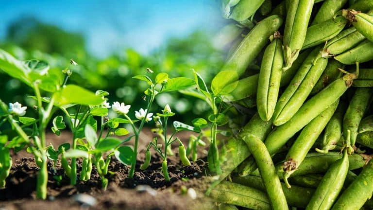 Les secrets pour maximiser votre récolte de haricots verts : conseils et astuces directement pour vous