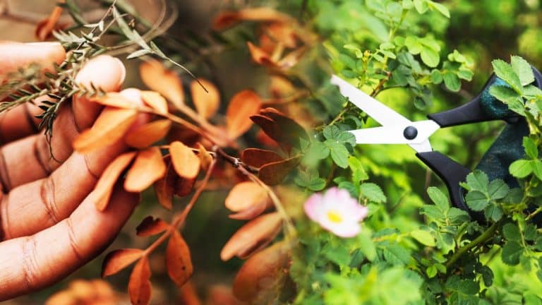 Les secrets pour une taille automnale réussie de vos arbres fruitiers : découvrez les arbres à privilégier!